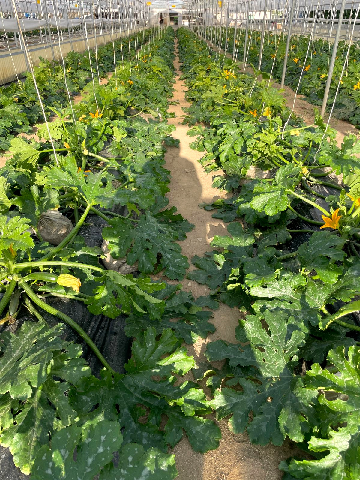 Le zucchine nella nostra serra