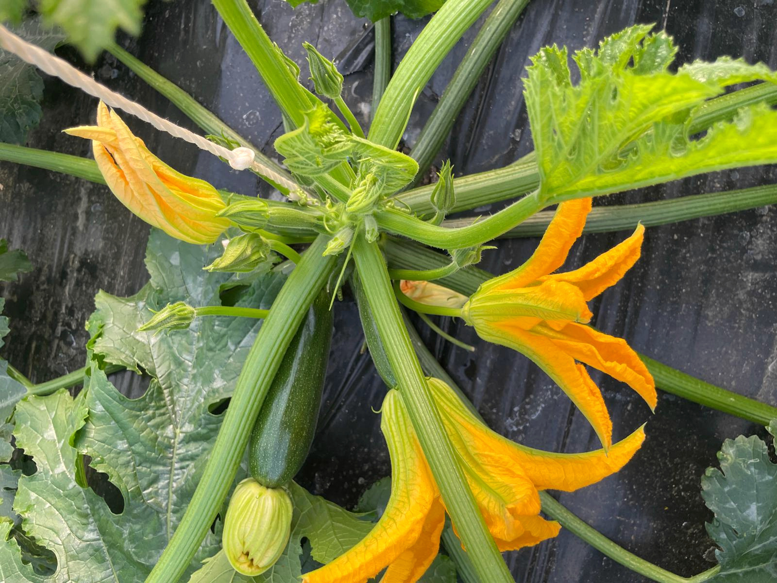 Zucchine e fiori appena sbocciati
